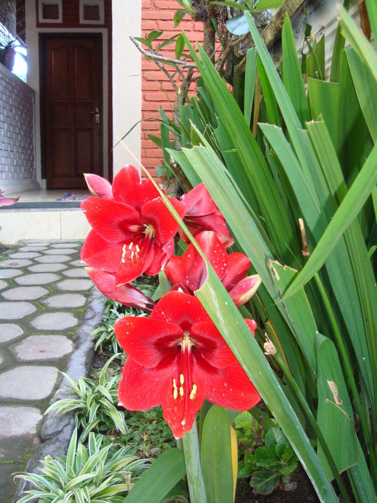 Taman Ayu Homestay Munduk RedPartner Luaran gambar